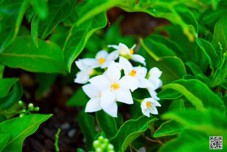 Macro fiore Bianco Giallo